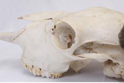 Photo Reference of Animal Skull